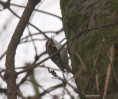 /album/my-local-birding-gallery/tree-creeper-at-ossett-21213-jpg/